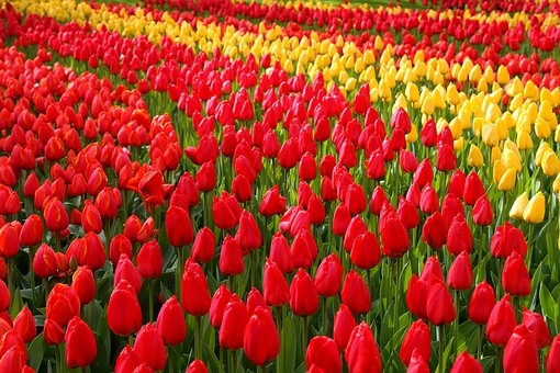 fiore tulipano
