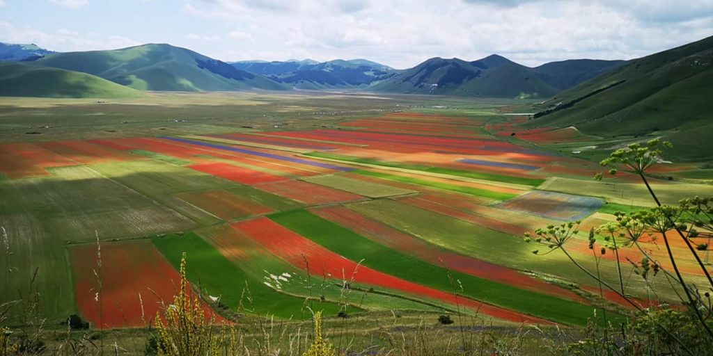 fioritura castelluccio