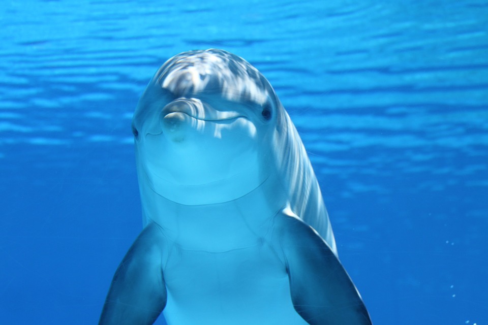 acquario genova