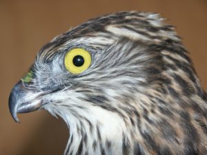 abu dhabi falcon hospital