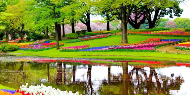 dove vedere i tulipani in Olanda