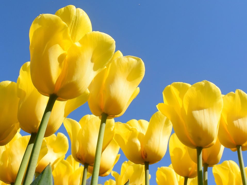 keukenhof olanda