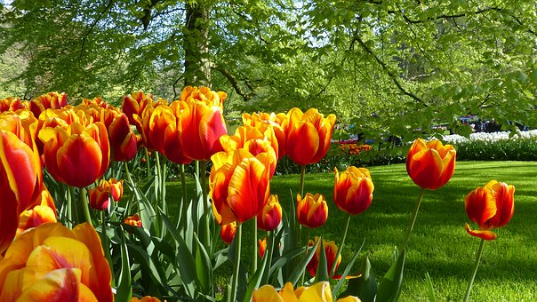 Keukenhof park