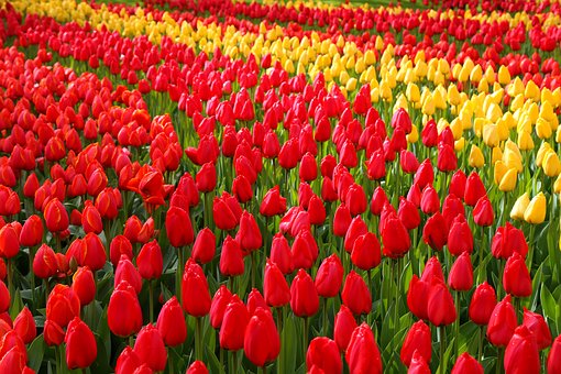 Keukenhof periodo migliore