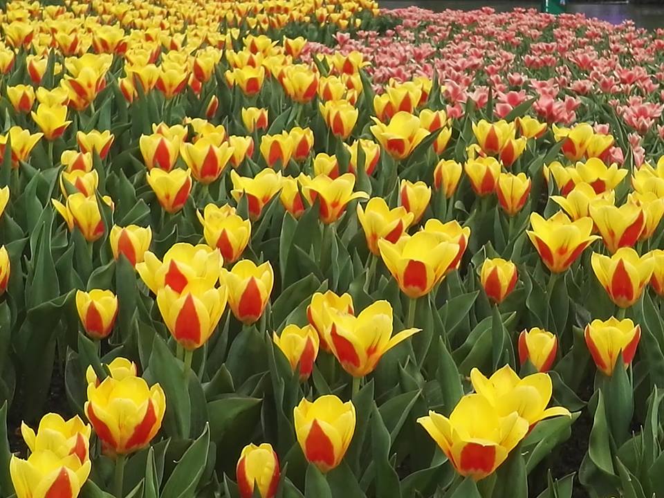 keukenhof amsterdam