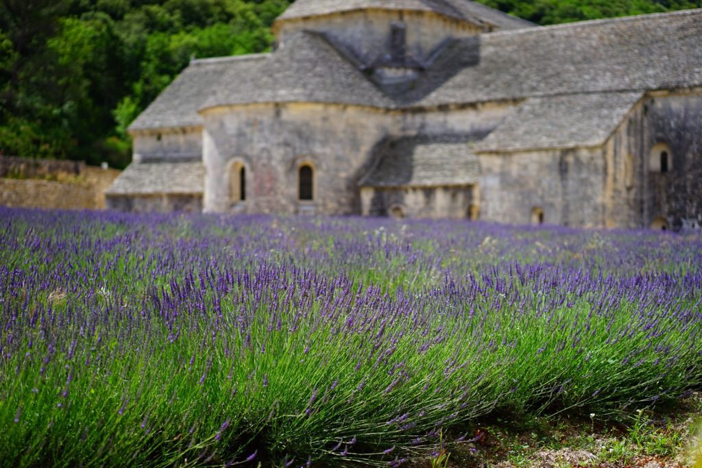 fioritura lavanda