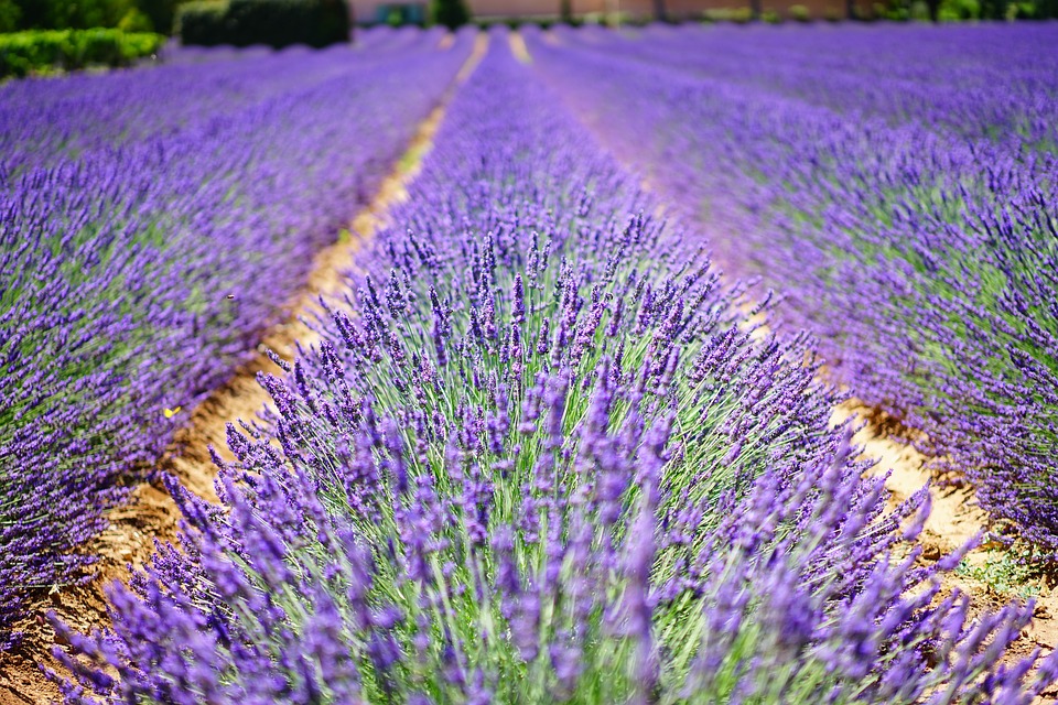 fioritura lavanda