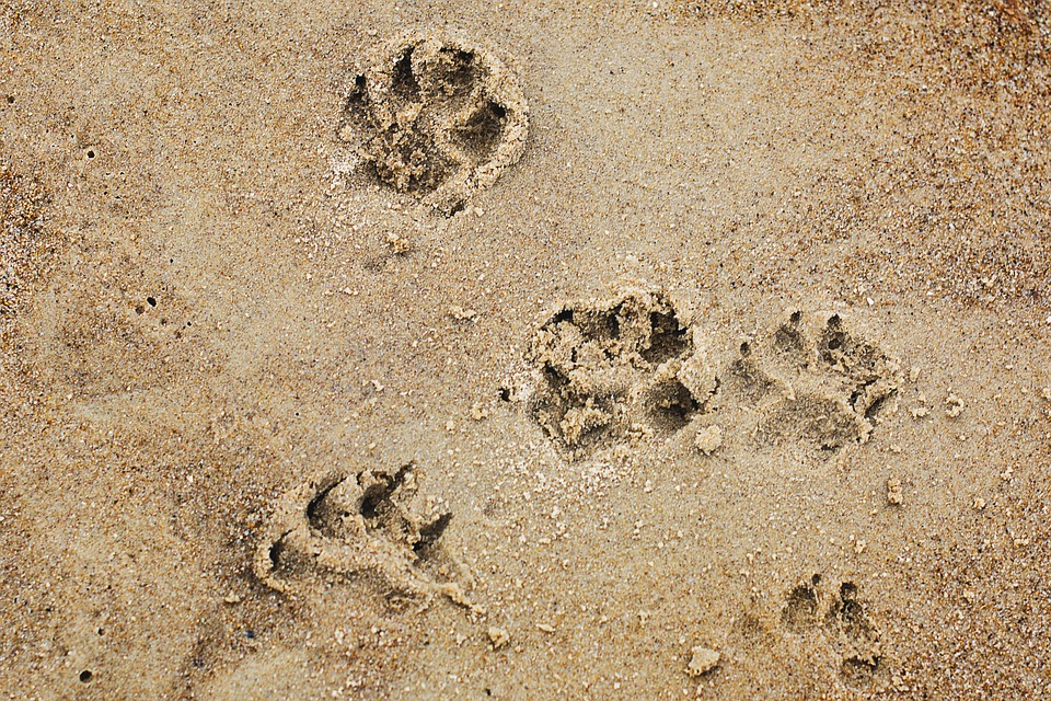 spiagge per cani