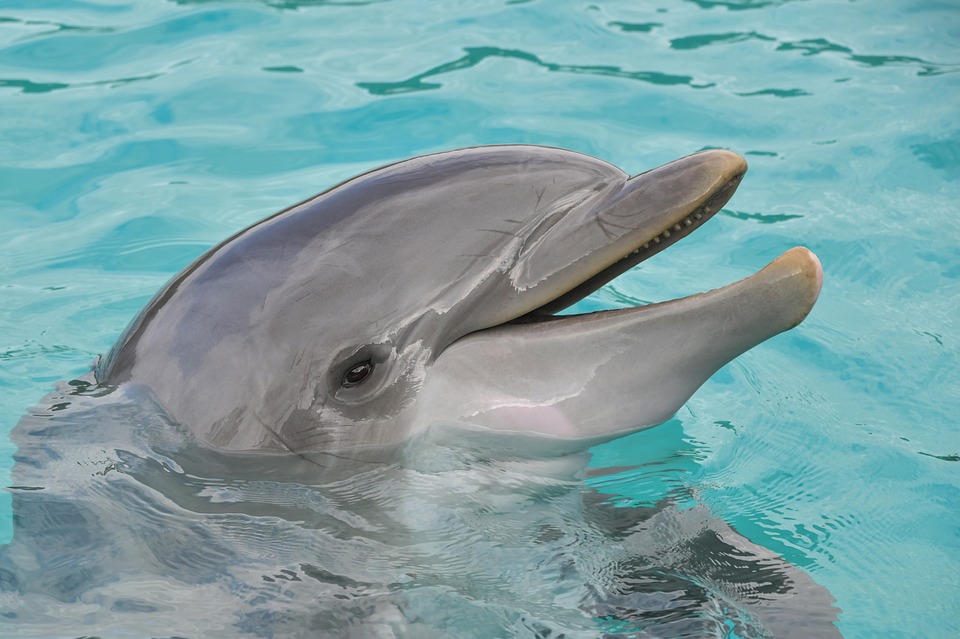 oltremare orari spettacoli delfini