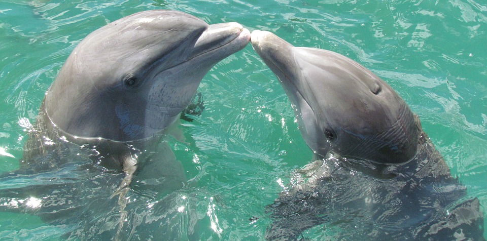 oltremare riccione orari spettacoli delfini