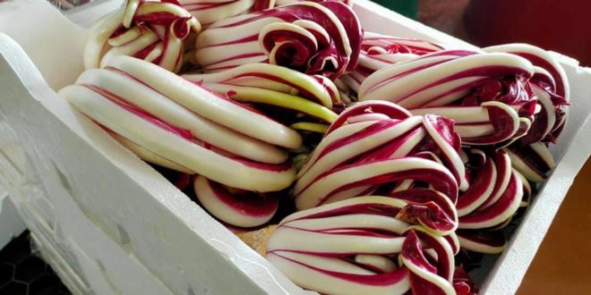 radicchio di treviso