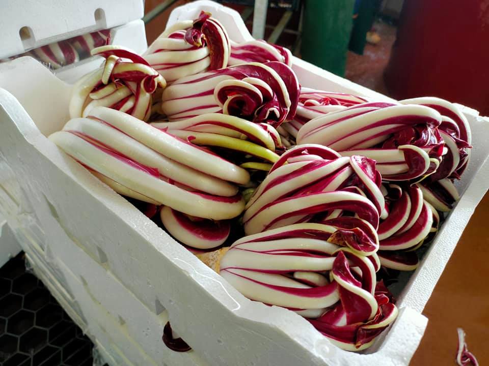 radicchio di Treviso