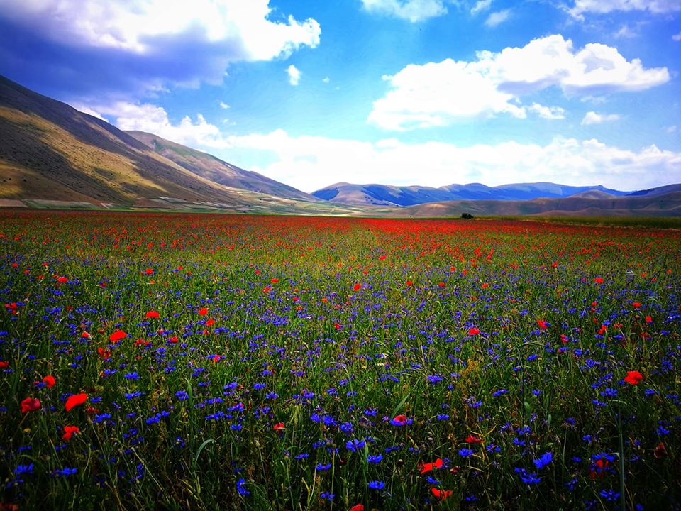 infiorata castelluccio