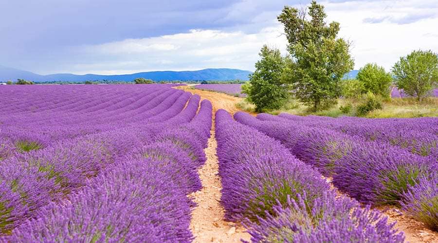 lavanda fioritura