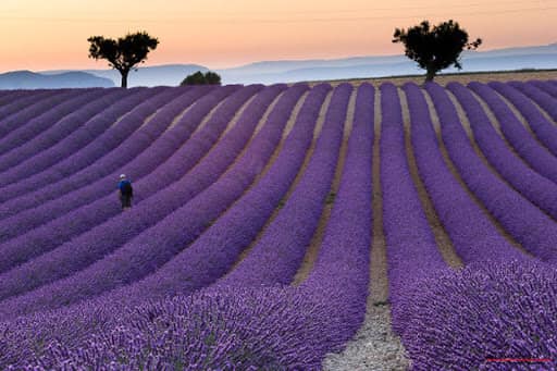 lavanda