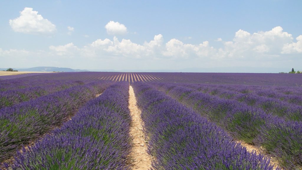 valensole provenza