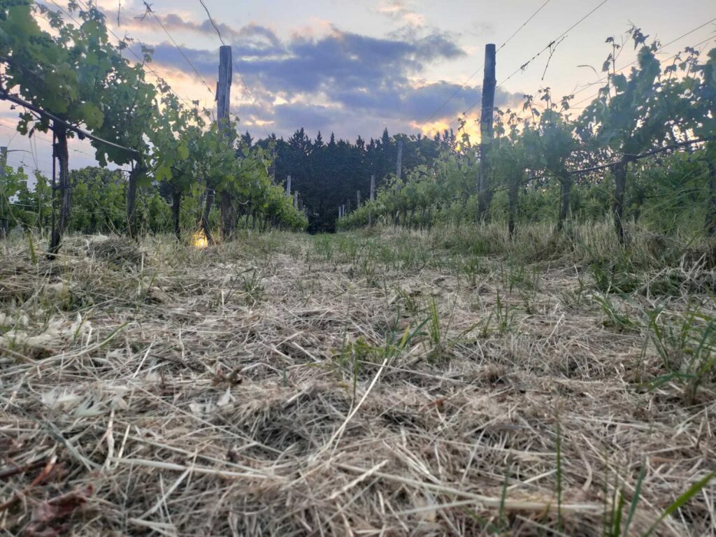 aperitivo in vigna firenze