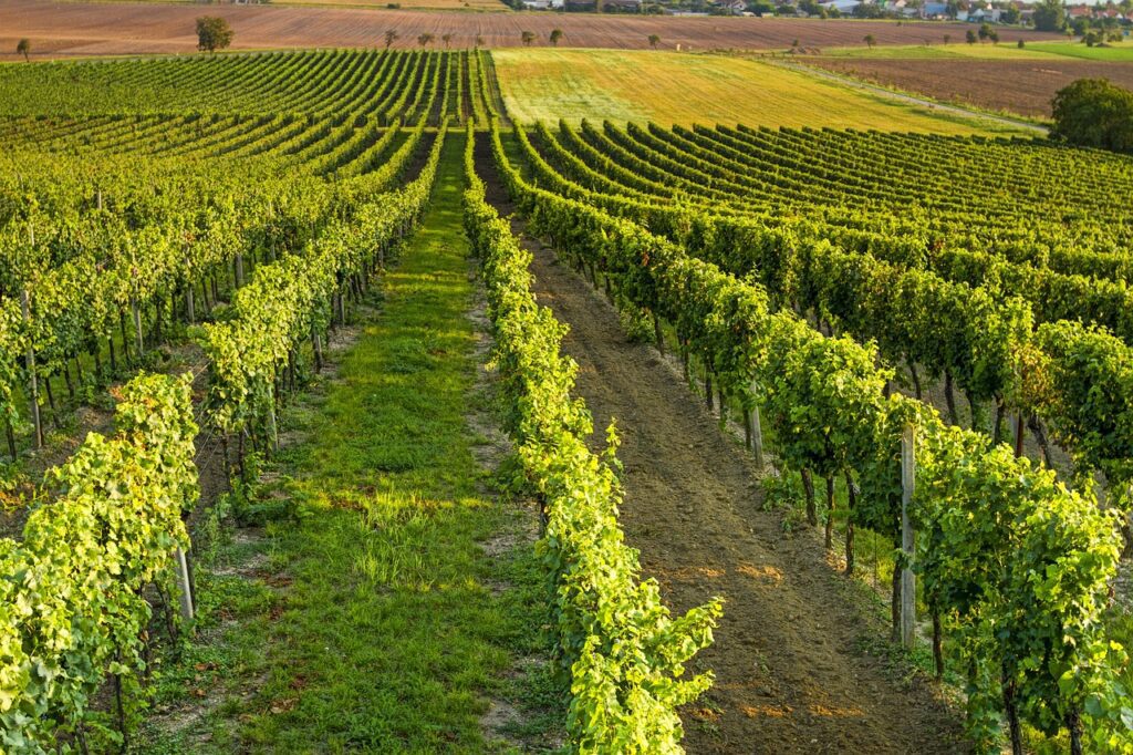 aperitivi in vigna